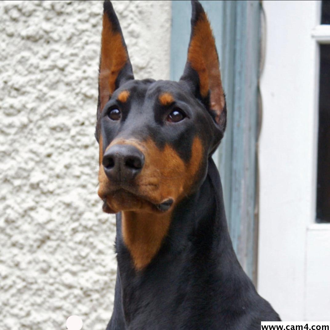predatio's Profile