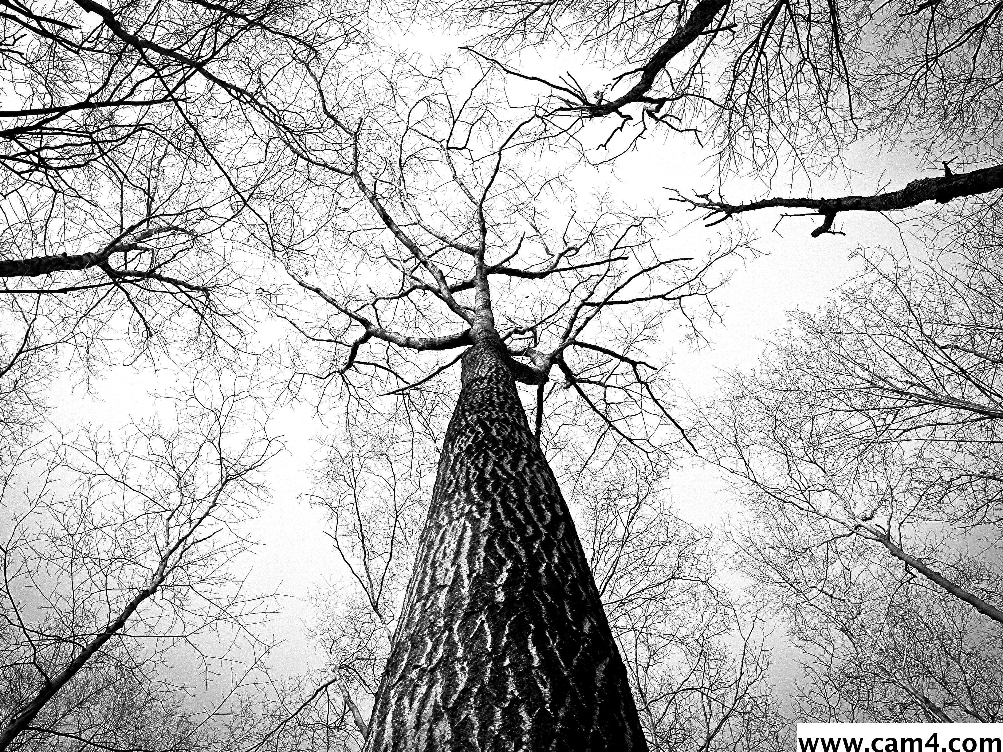 waldbewohne Profile Image